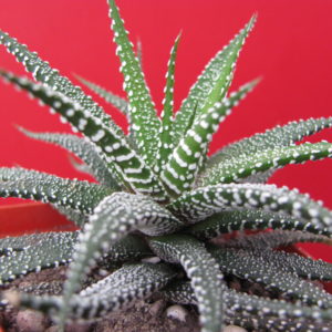 Haworthia  attenuata   *Concolor*