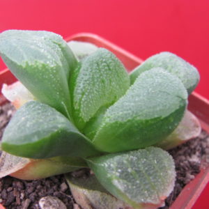 Haworthia   pygmaea