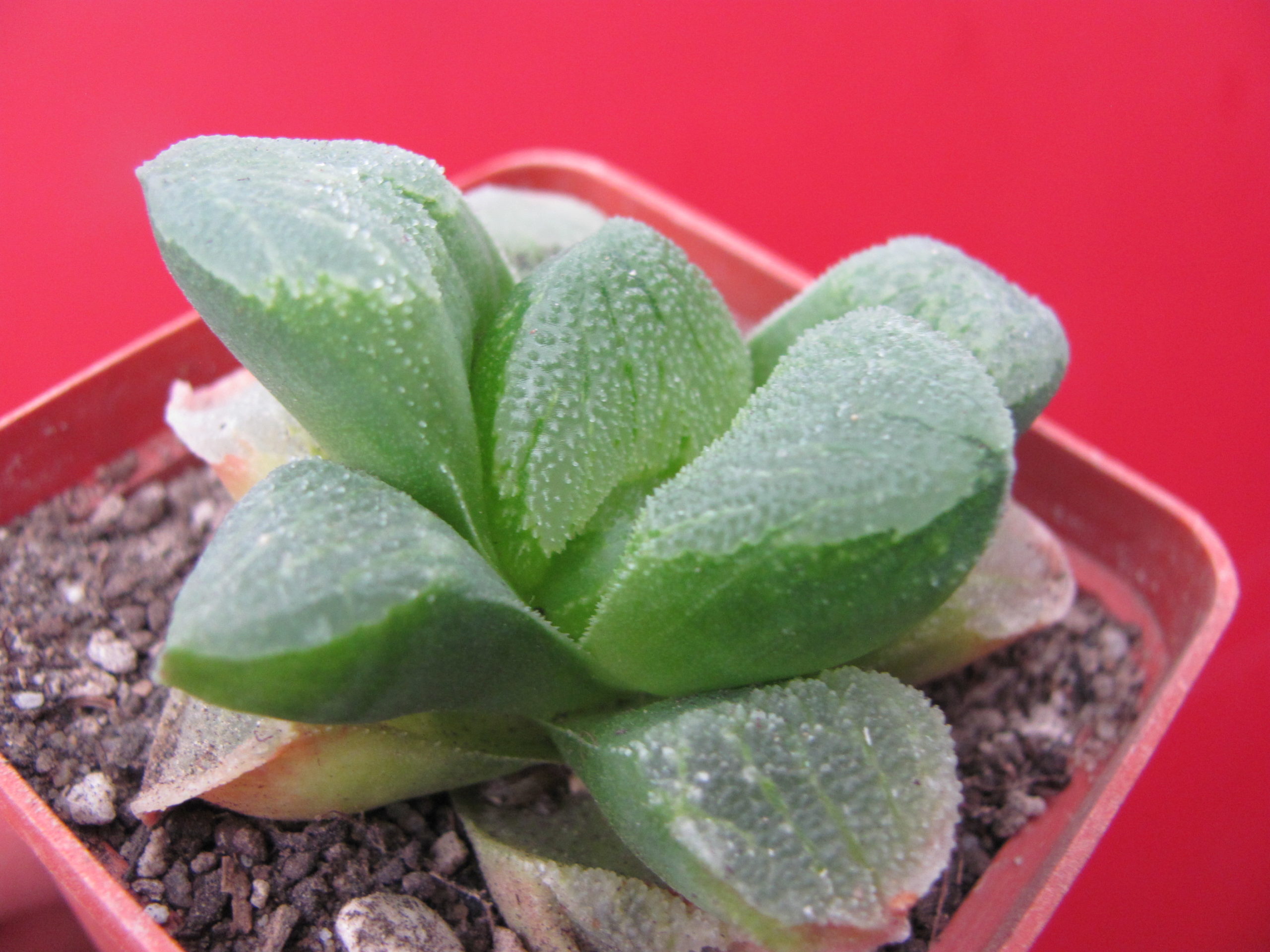 Haworthia   pygmaea