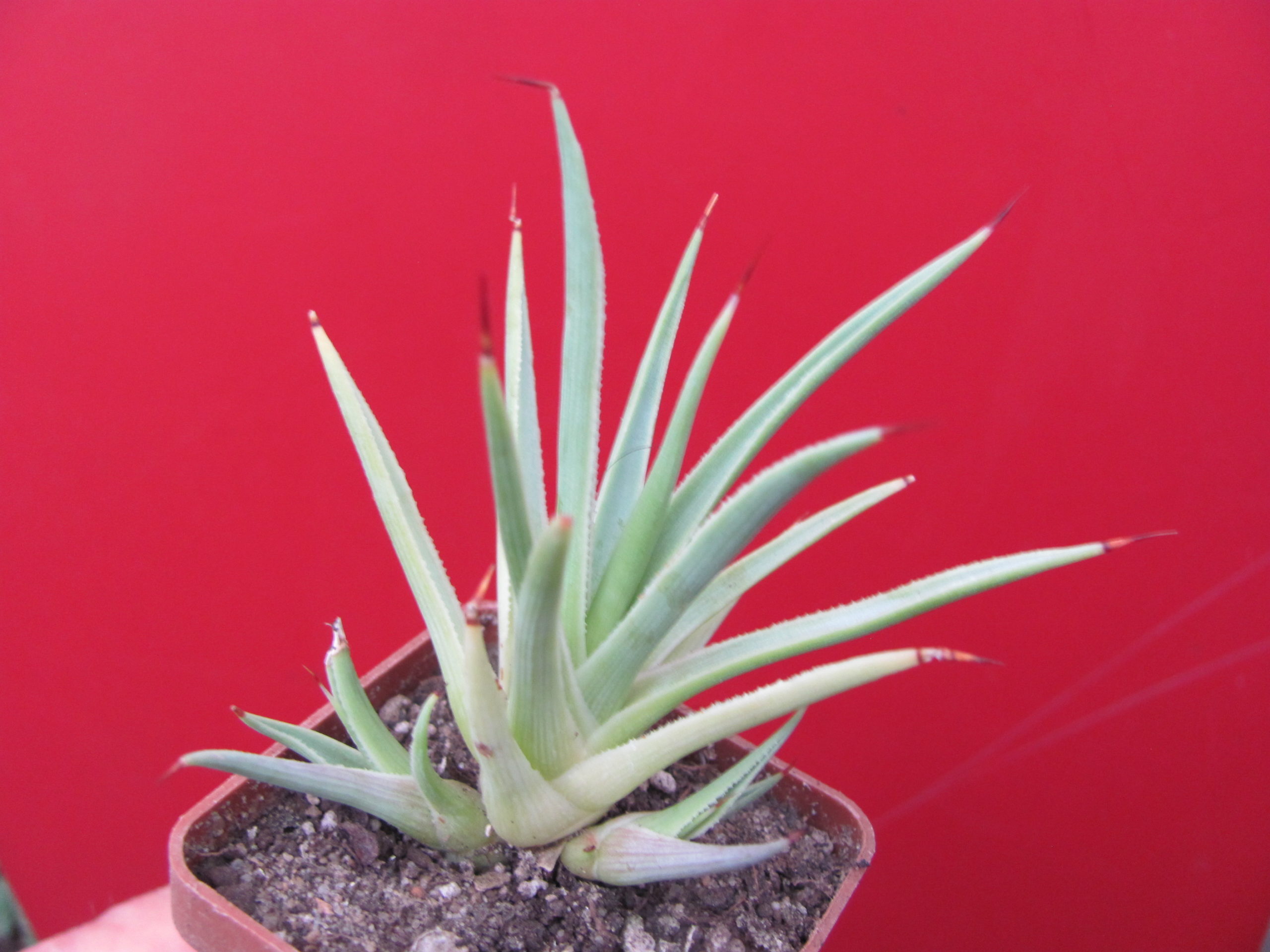 Agava   stricta  nana