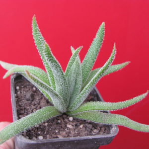 Crassula hirta