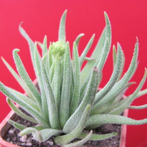 Crassula  hirta *Mossel Bay*