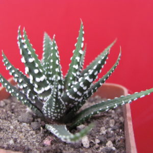 Haworthia  attenuata  *Alba*