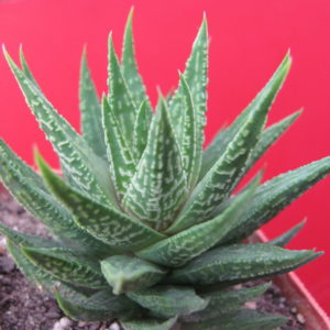 Haworthia  limifolia   hybr.  Japan