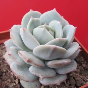 Echeveria  hybr.