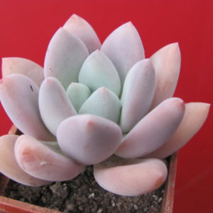 Pachyveria   Opalina