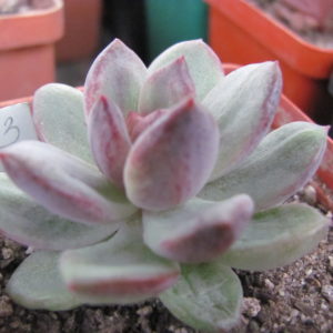 Echeveria    hybr.  53      Italy