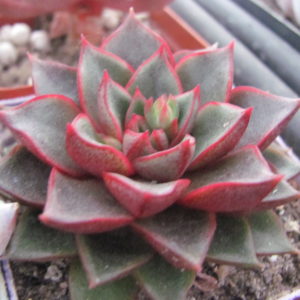 Echeveria purpusorum  Red