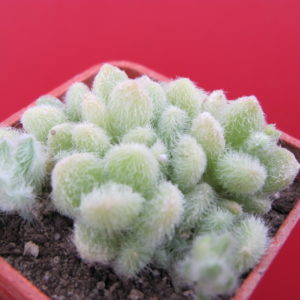 Sedum hintonii