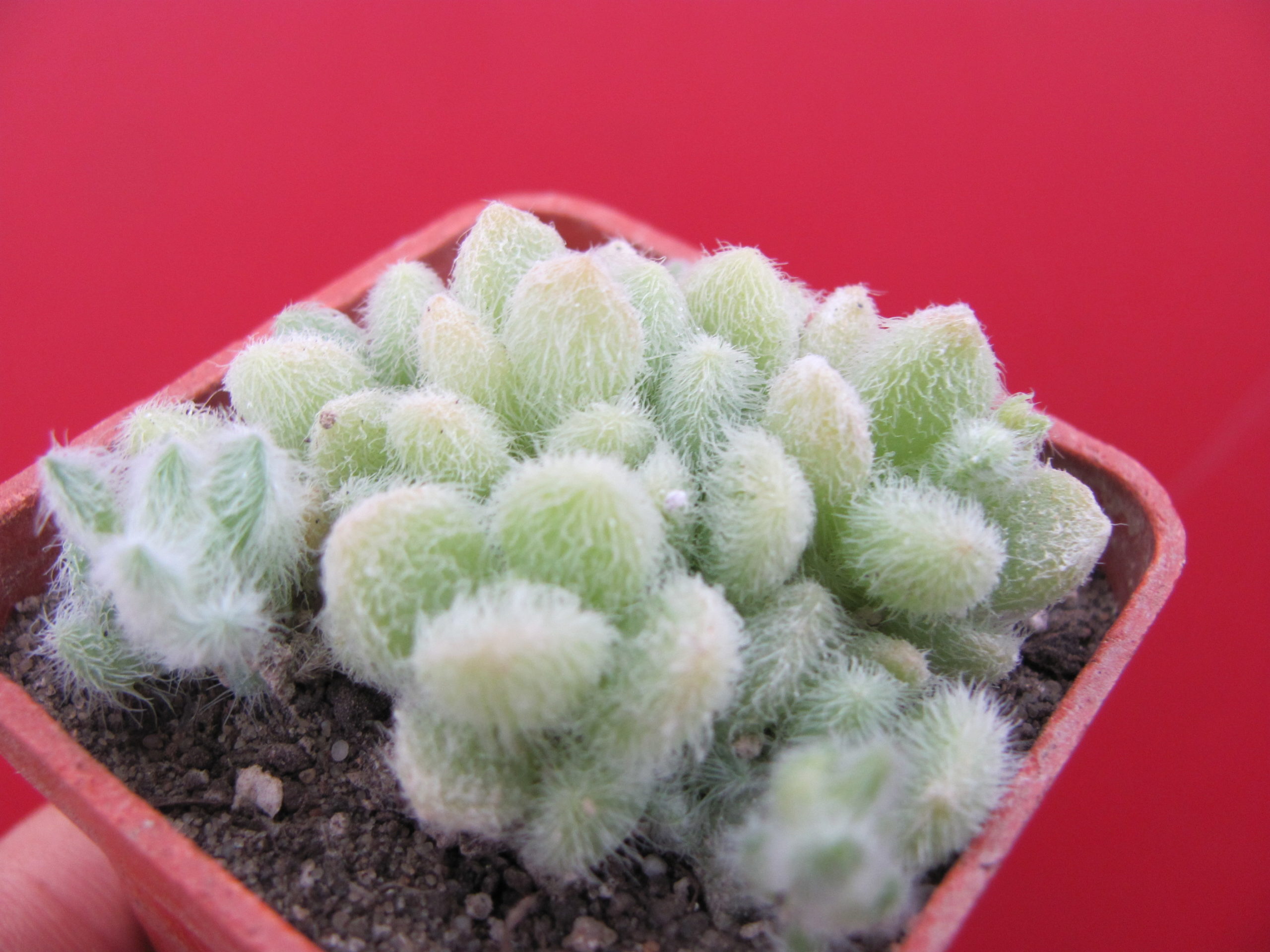 Sedum hintonii
