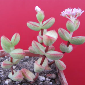 Crassula  laginosa