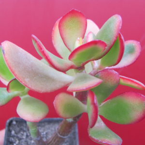 Crassula arborescens