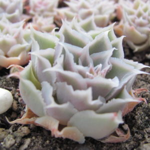 Echeveria Laguna Sanchez