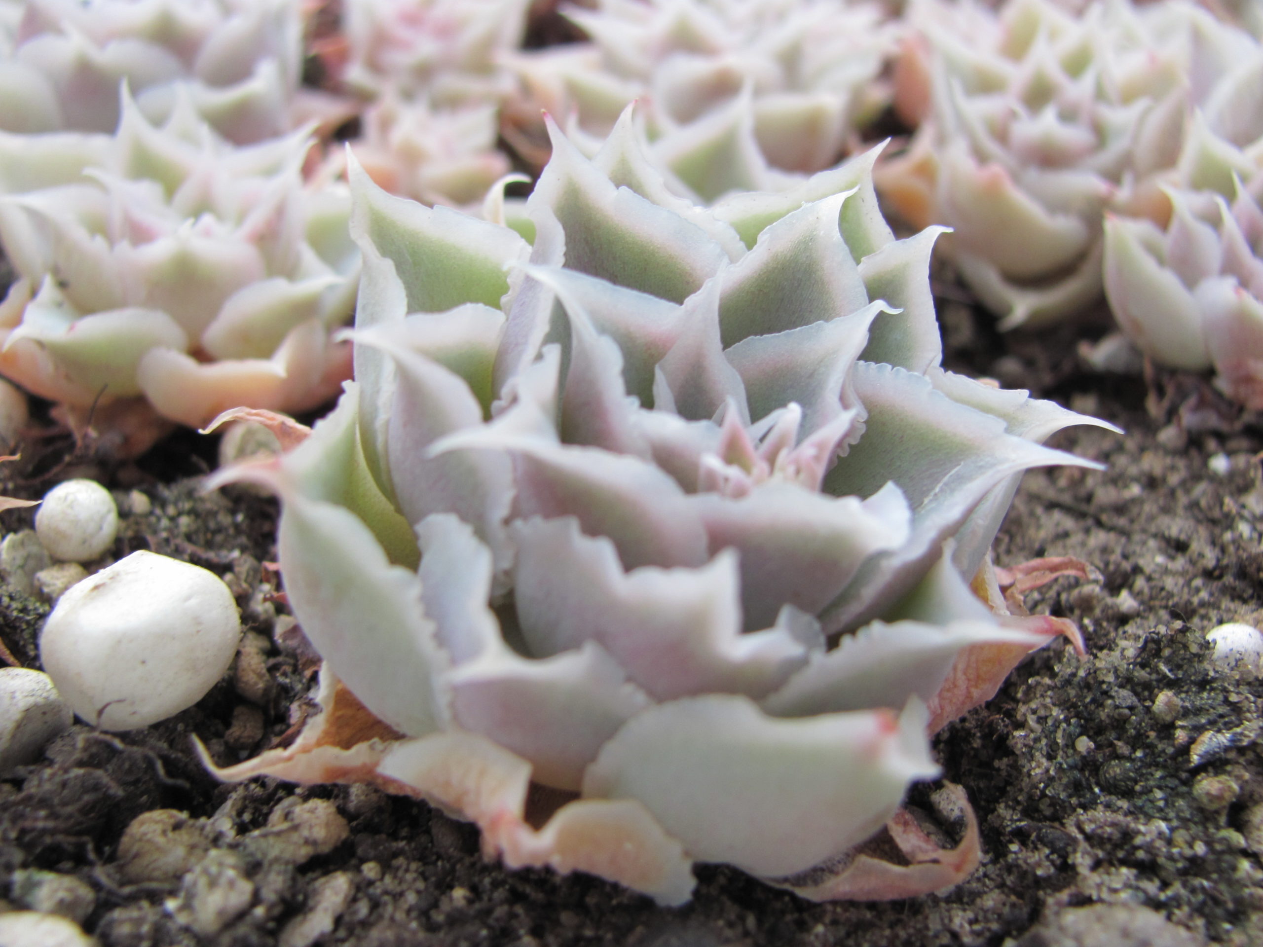 Echeveria Laguna Sanchez