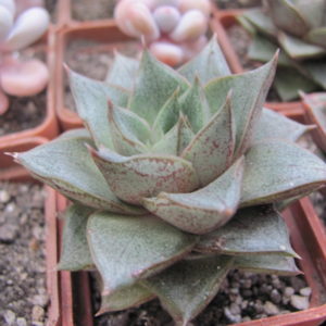 Echeveria purpusorum   * White form*