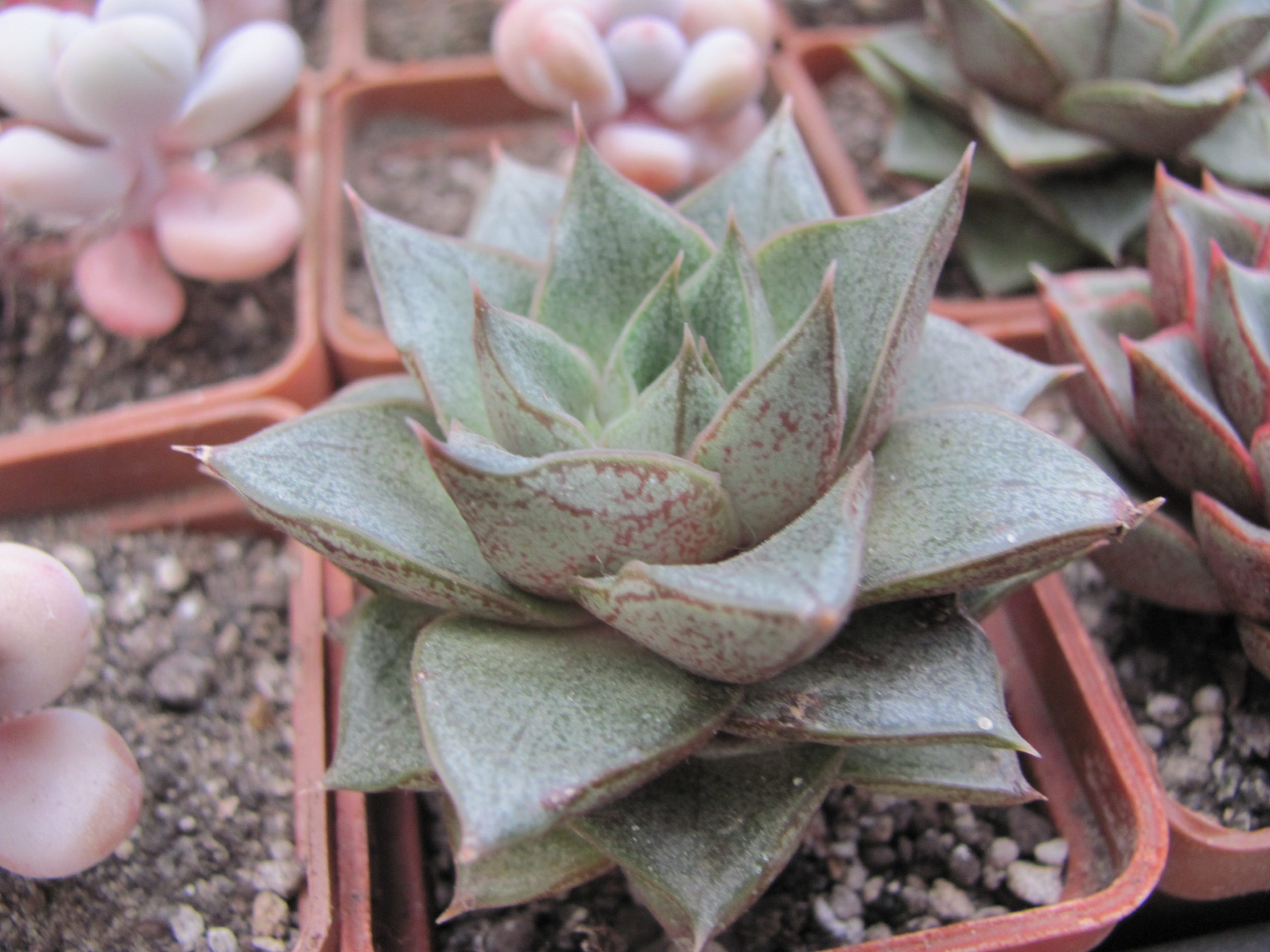 Echeveria purpusorum   * White form*