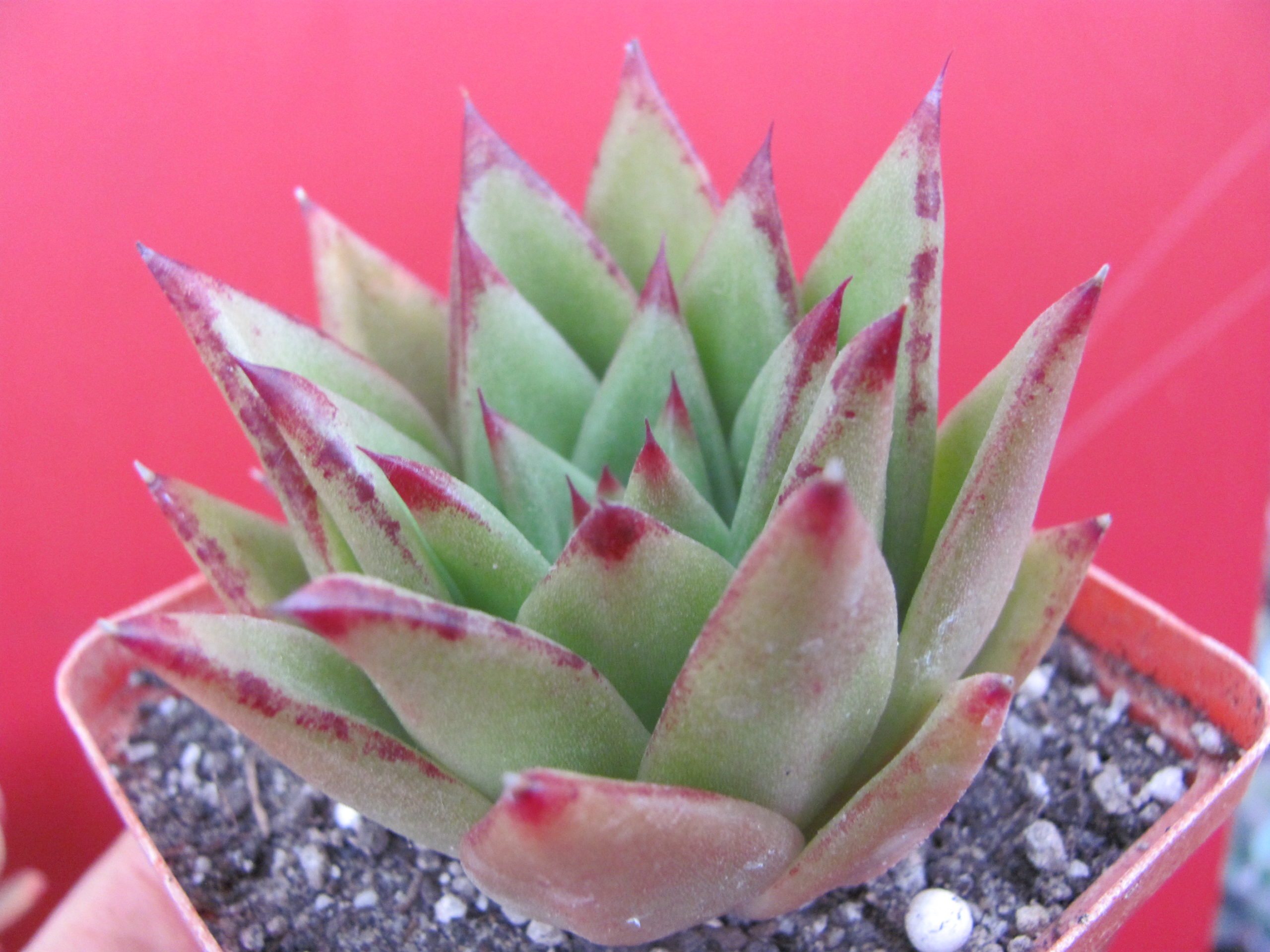 Echeveria  agavoides  *Lipstick*