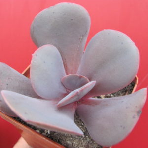 Echeveria   Fireball   hybr.