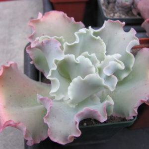 Echeveria