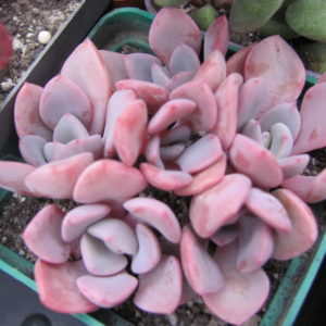 Echeveria  Debbie