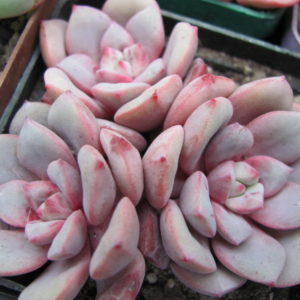 Echeveria *Jelly Jem*   Red