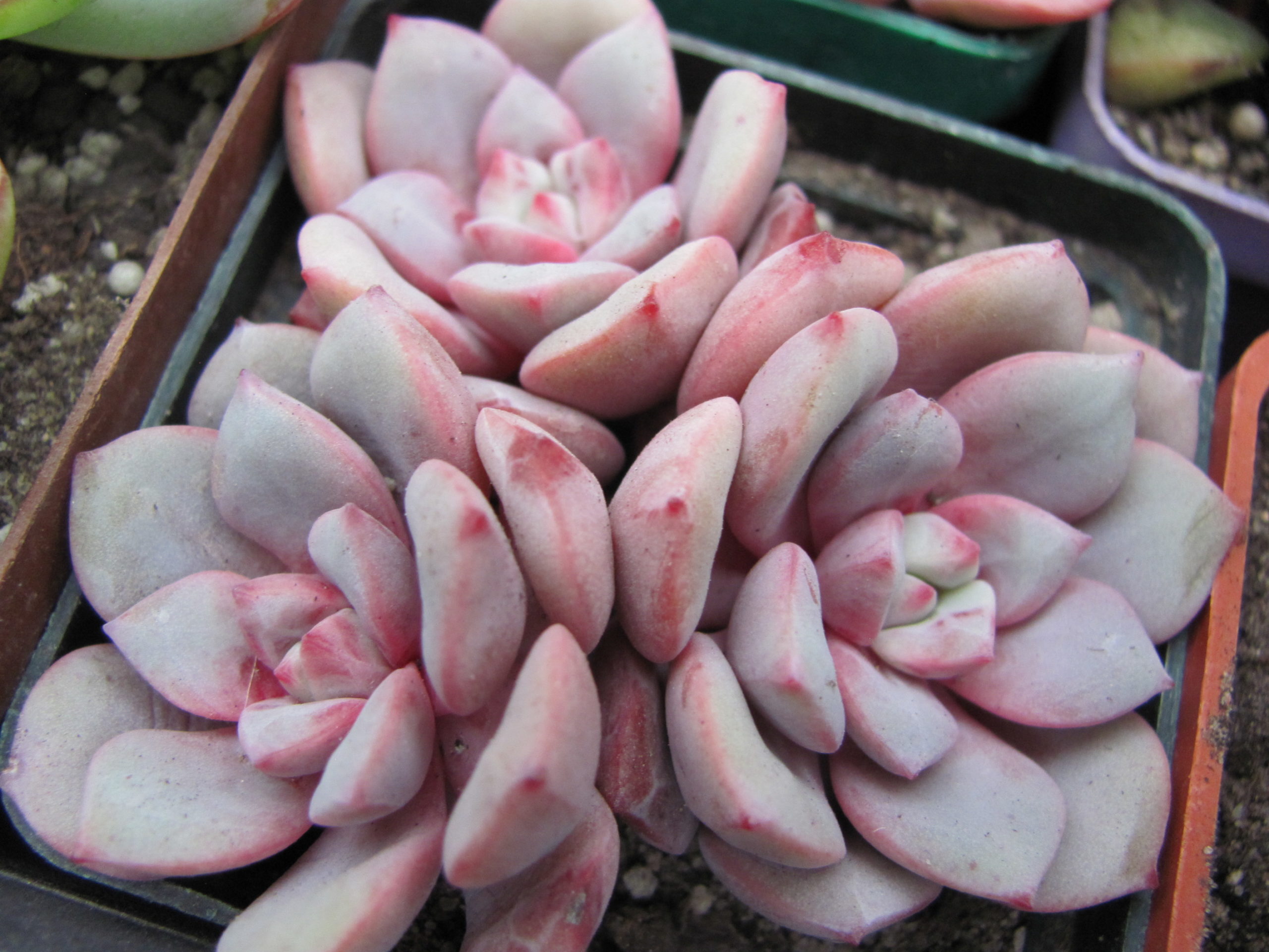 Echeveria *Jelly Jem*   Red