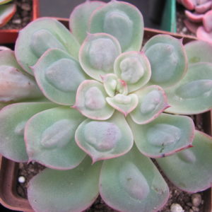 Echeveria Raindrops  x  Parva