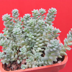 Sedum dasyphyllum  *Major*