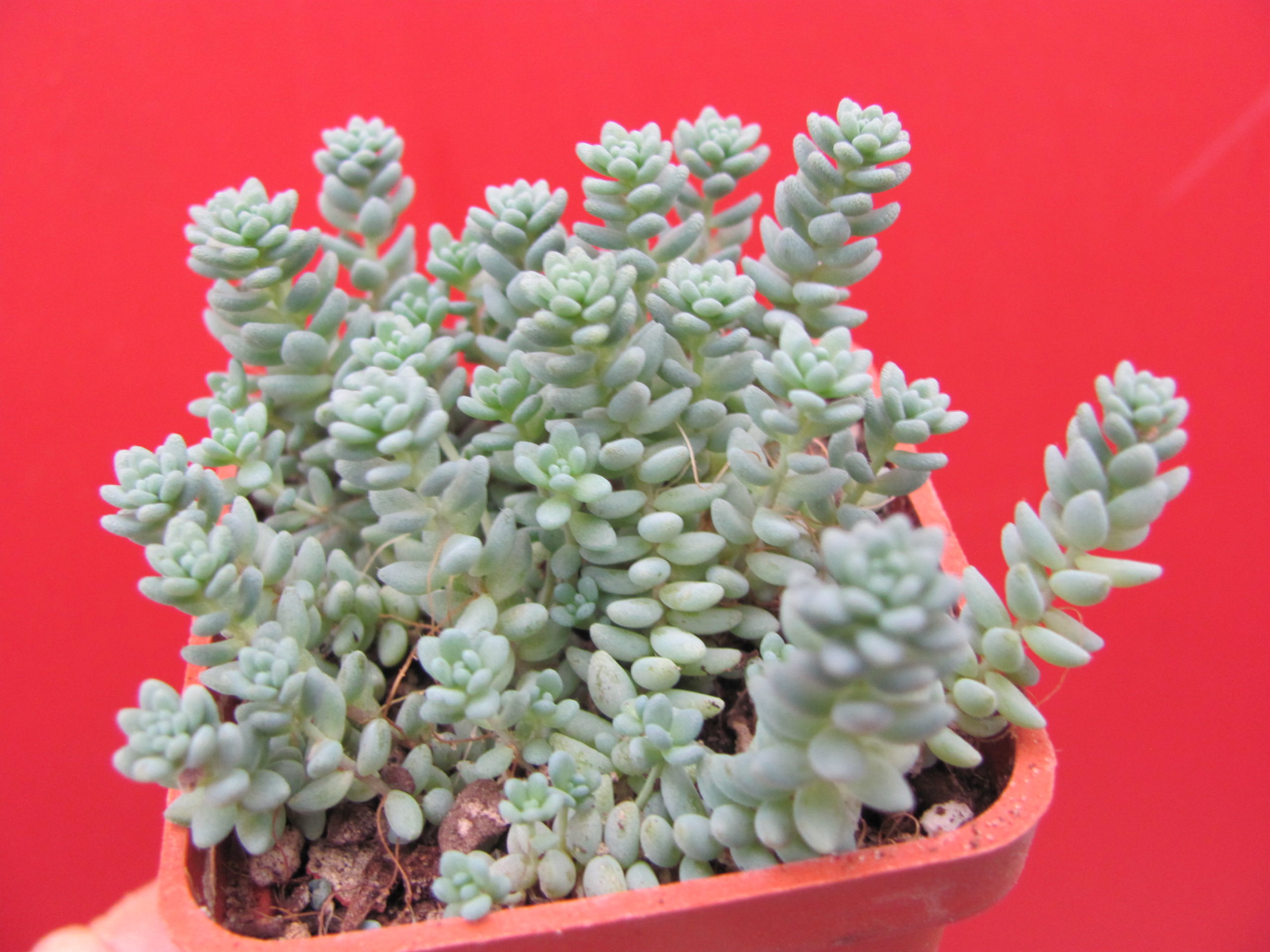 Sedum dasyphyllum  *Major*