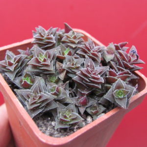 Crassula corymbulosa