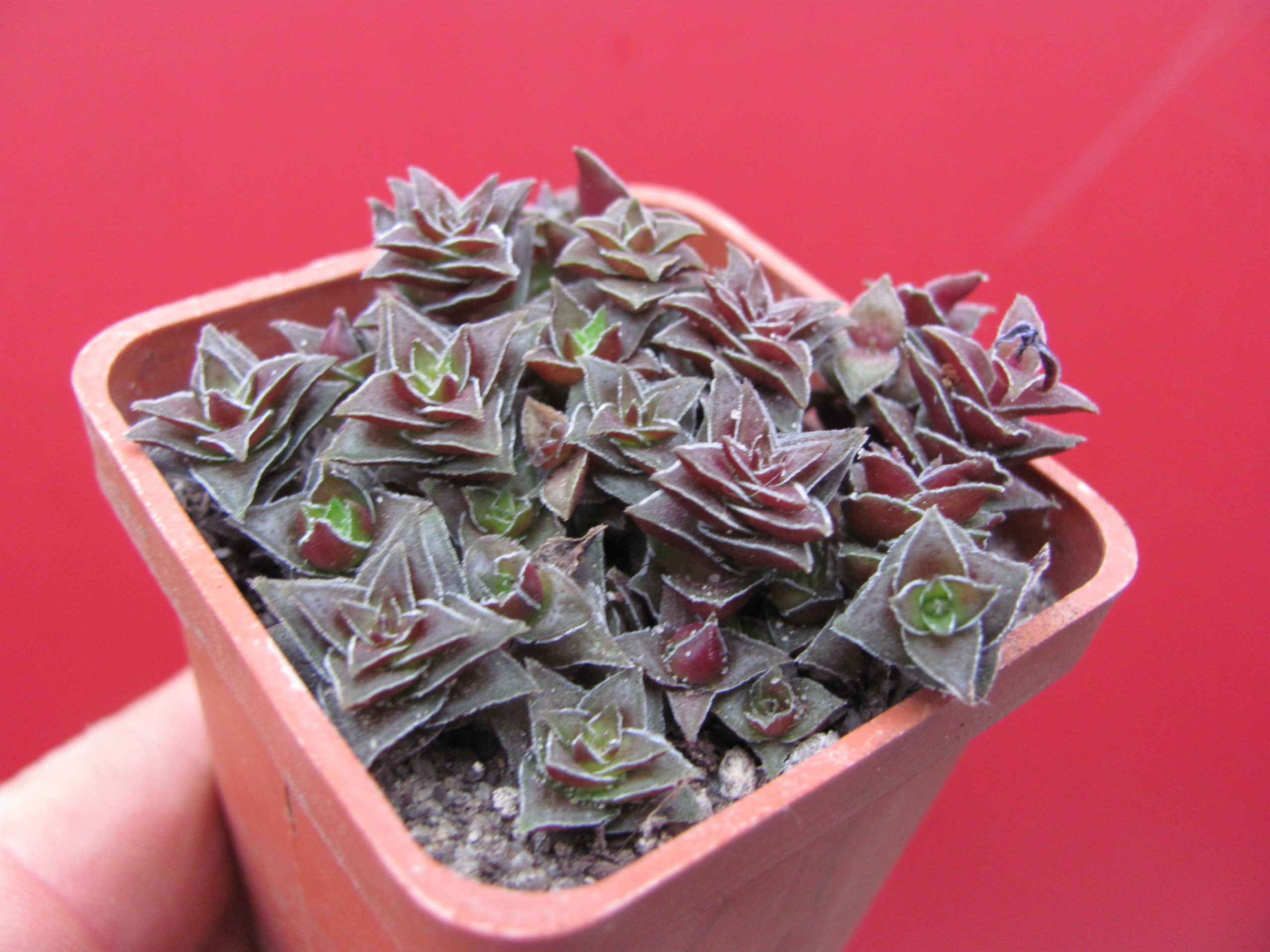 Crassula corymbulosa