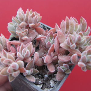 Crassula ernestii