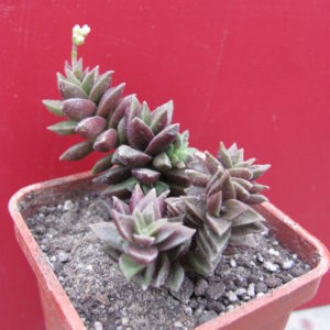 Crassula   hybr.