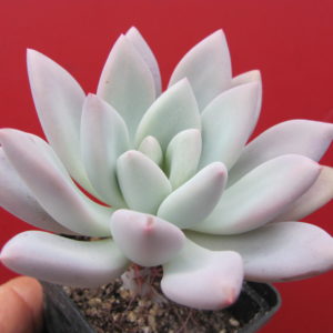 Pachyveria Opalina