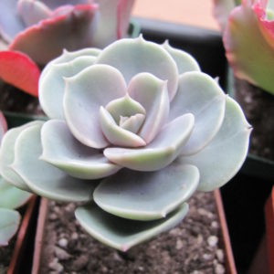 Echeveria Blue Surprise