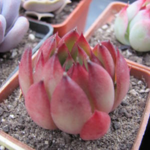 Echeveria Christmas