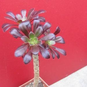 Aeonium Schwarzkopf