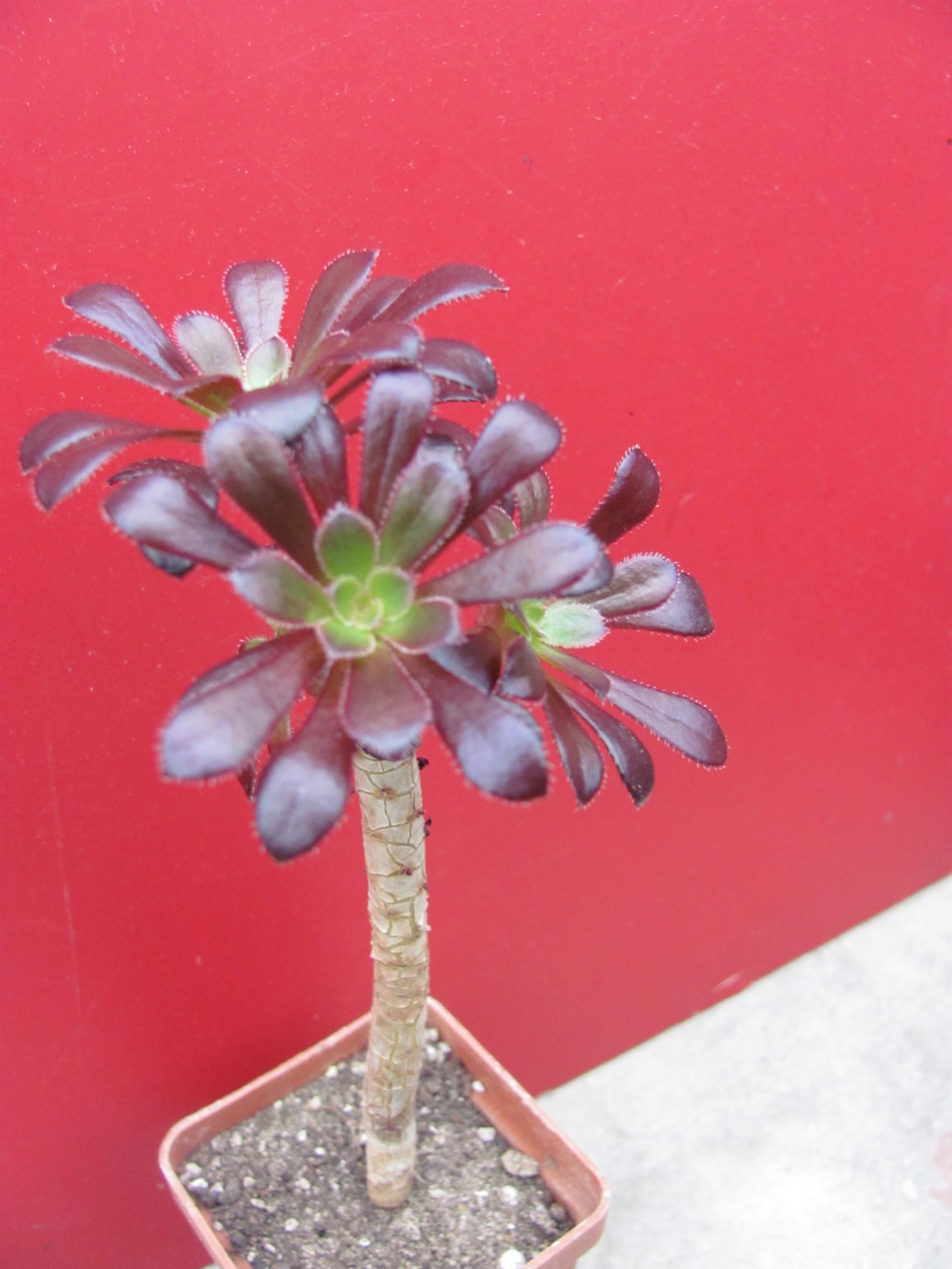Aeonium Schwarzkopf