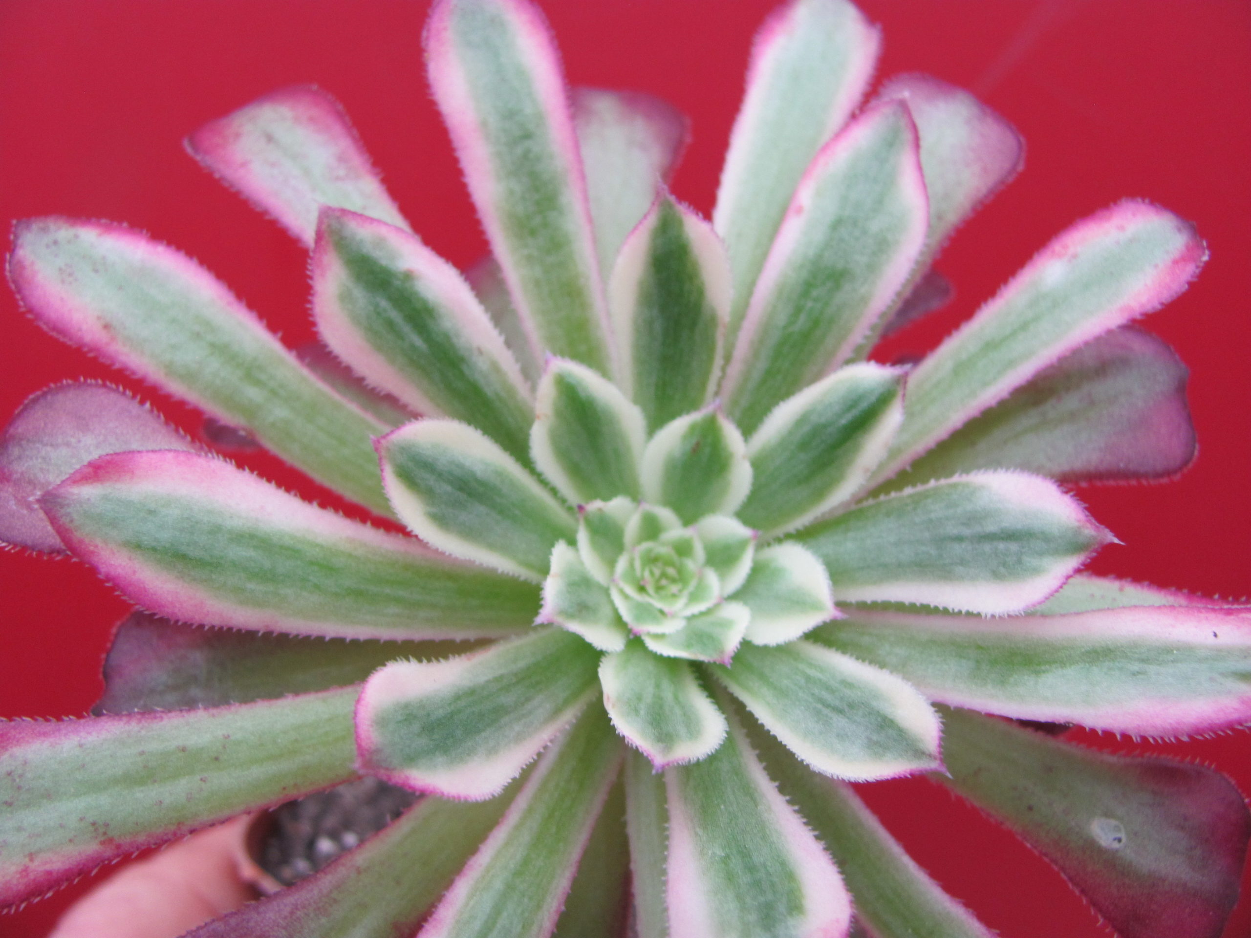 Aeonium Mardi Dras