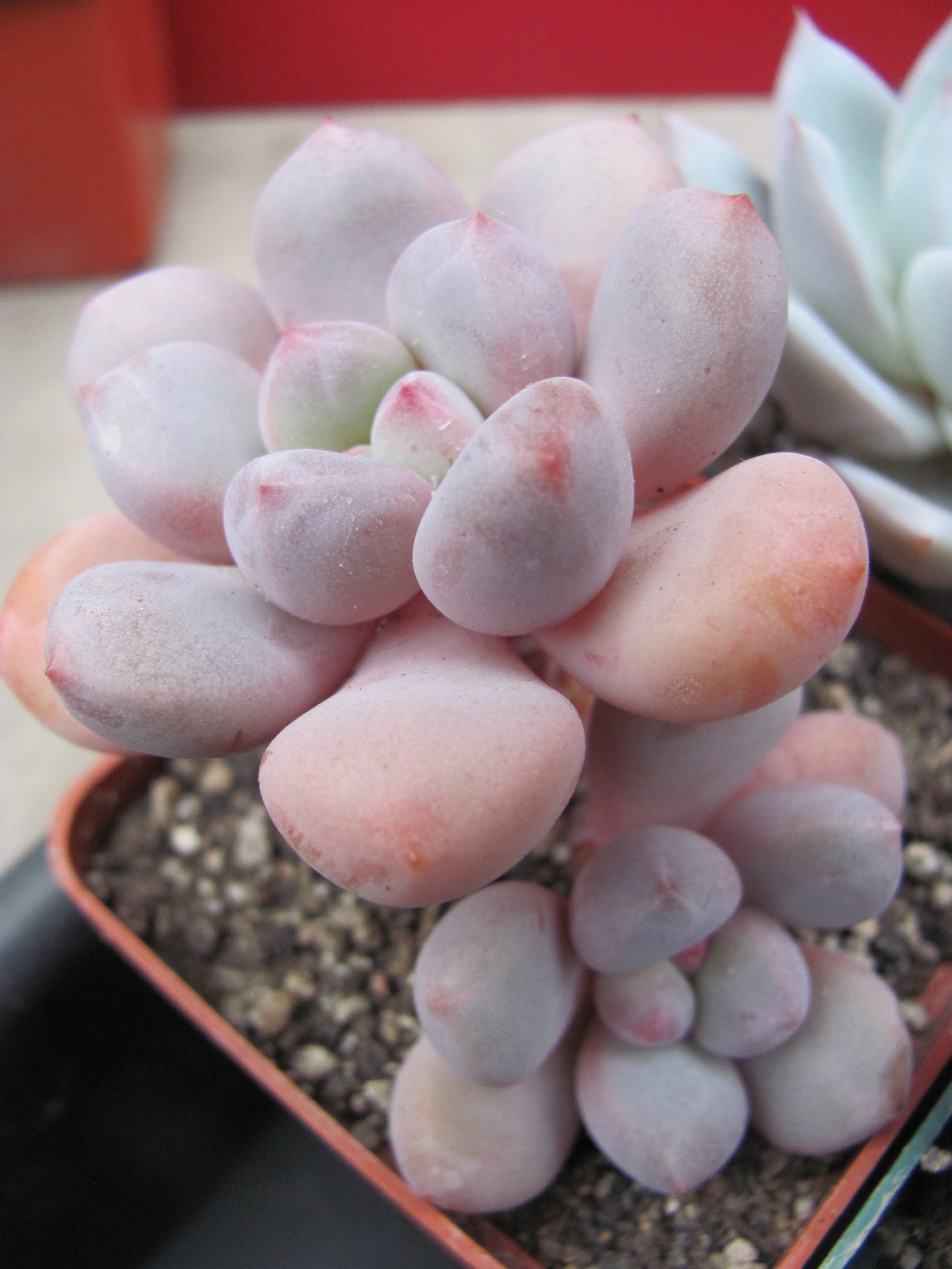 Pachyphytum  oviferum hybr.    #100