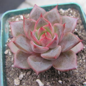 Echeveria  Moranii hybr.