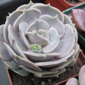 Echeveria  hybr.