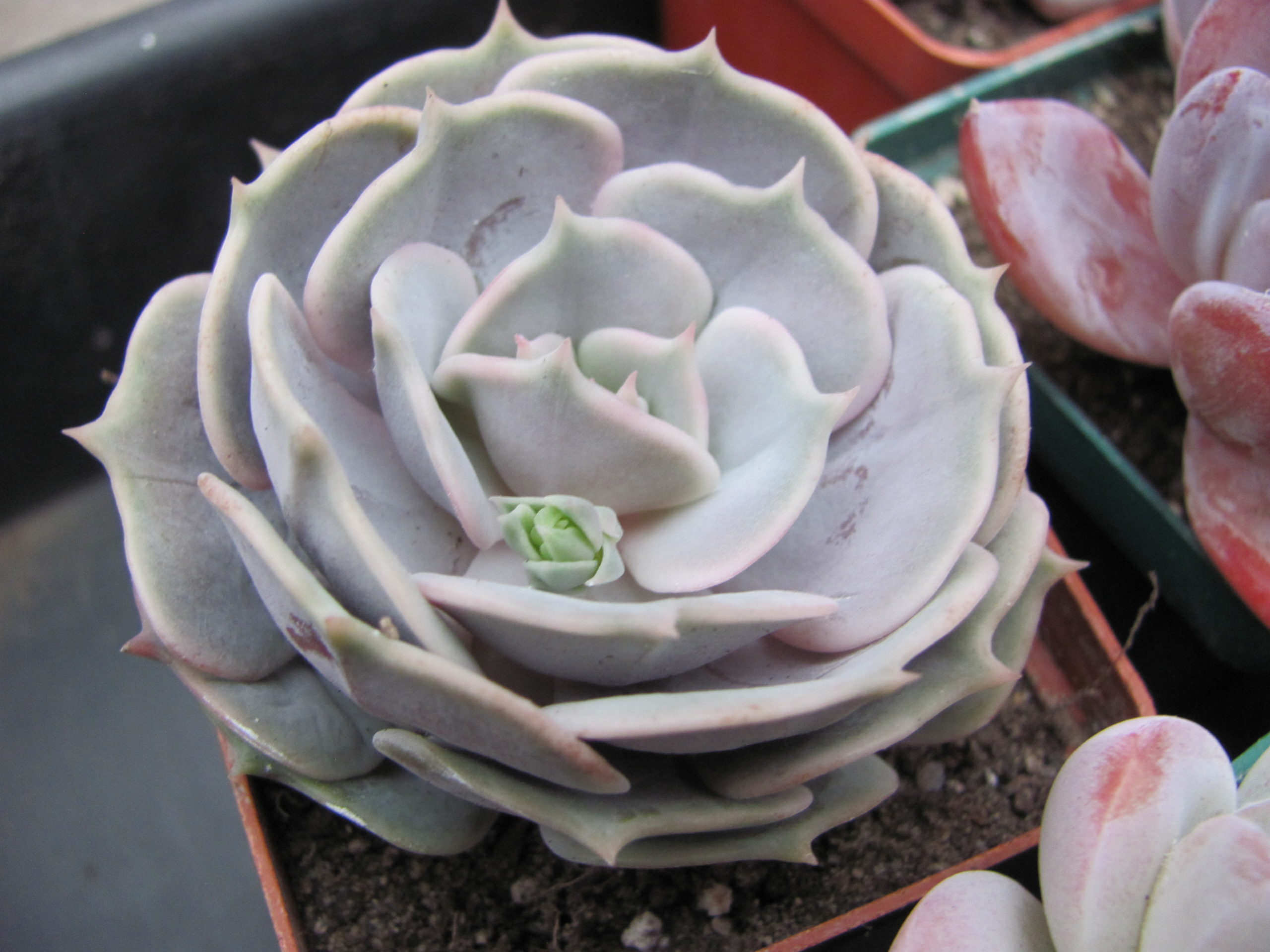 Echeveria  hybr.