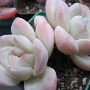Echeveria  hybr.   #19