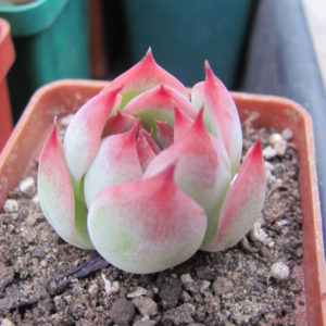 Echeveria  chihuahuensis  Ruby Blush
