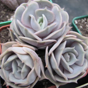 Echeveria  hybr.