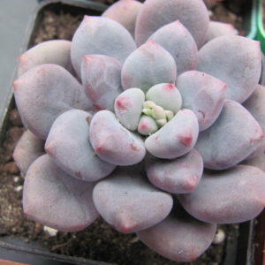 Pachyphytum oviferum  hybr.   #100