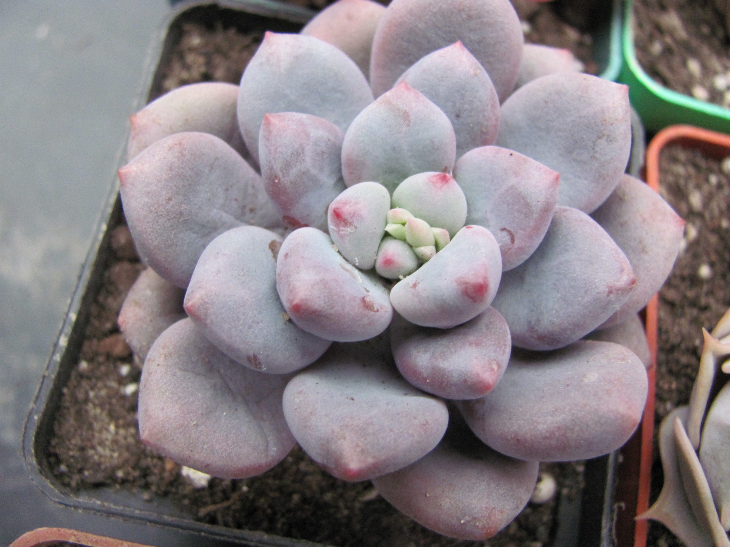 Pachyphytum oviferum  hybr.   #100