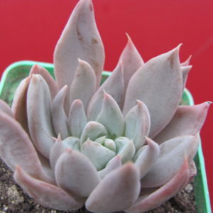 Echeveria  craigiana  Chihuahua
