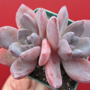 Echeveria Brumes